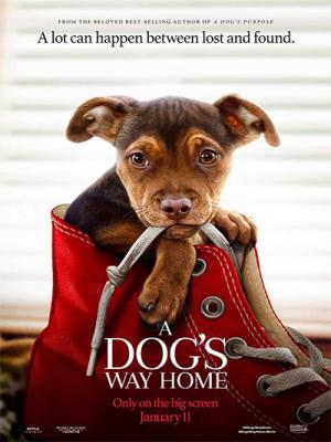 Đường Về Nhà Của Cún Con - A Dogs Way Home